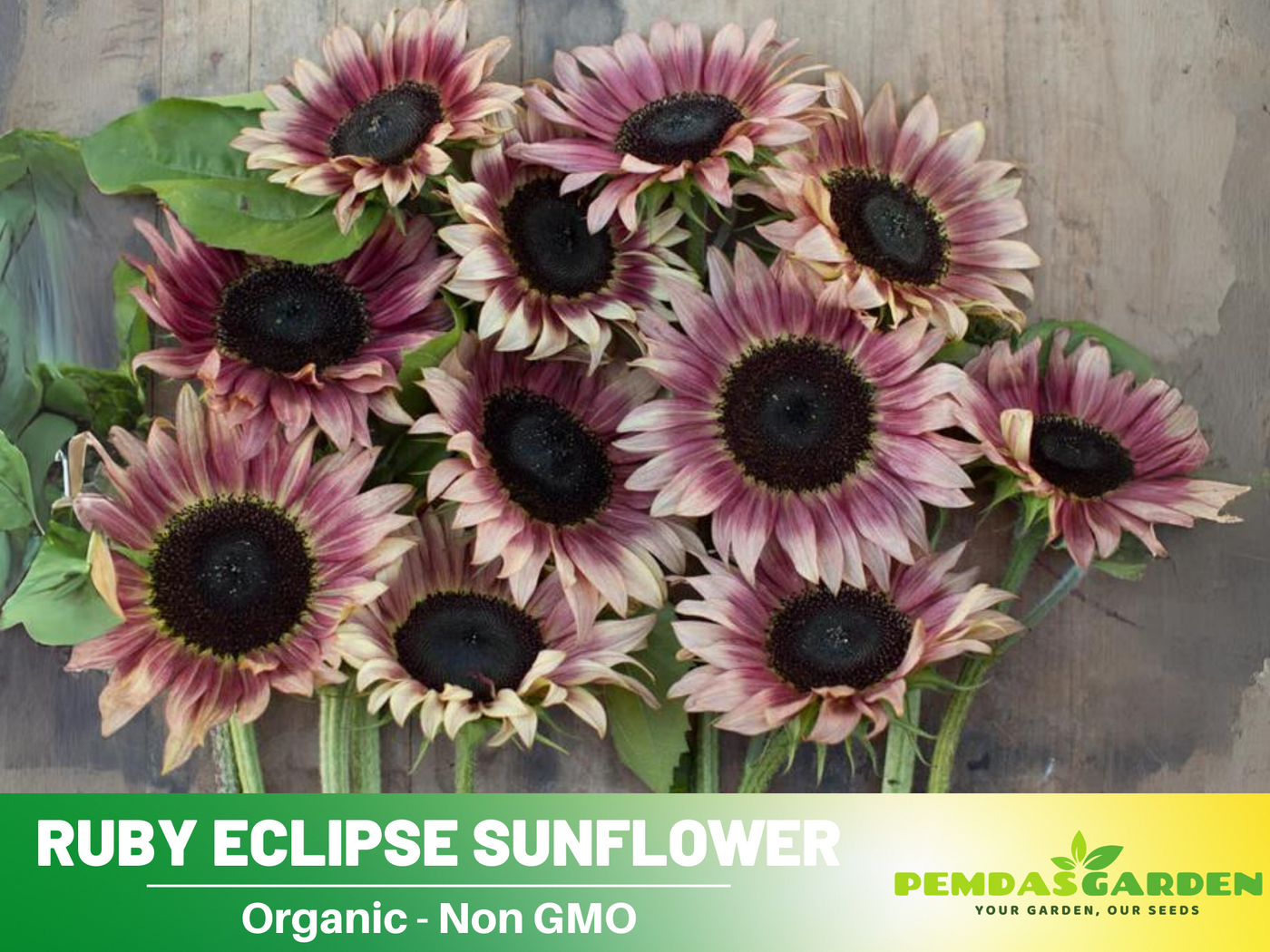 strawberry pink sunflower seeds 25+ Seeds-Strawberry Sunrise Pink Sunflower Seeds- Helianthus Tall Giant and Dwarf Varieties for Garden Pollinator Friendly Easy to Grow, Fast growing