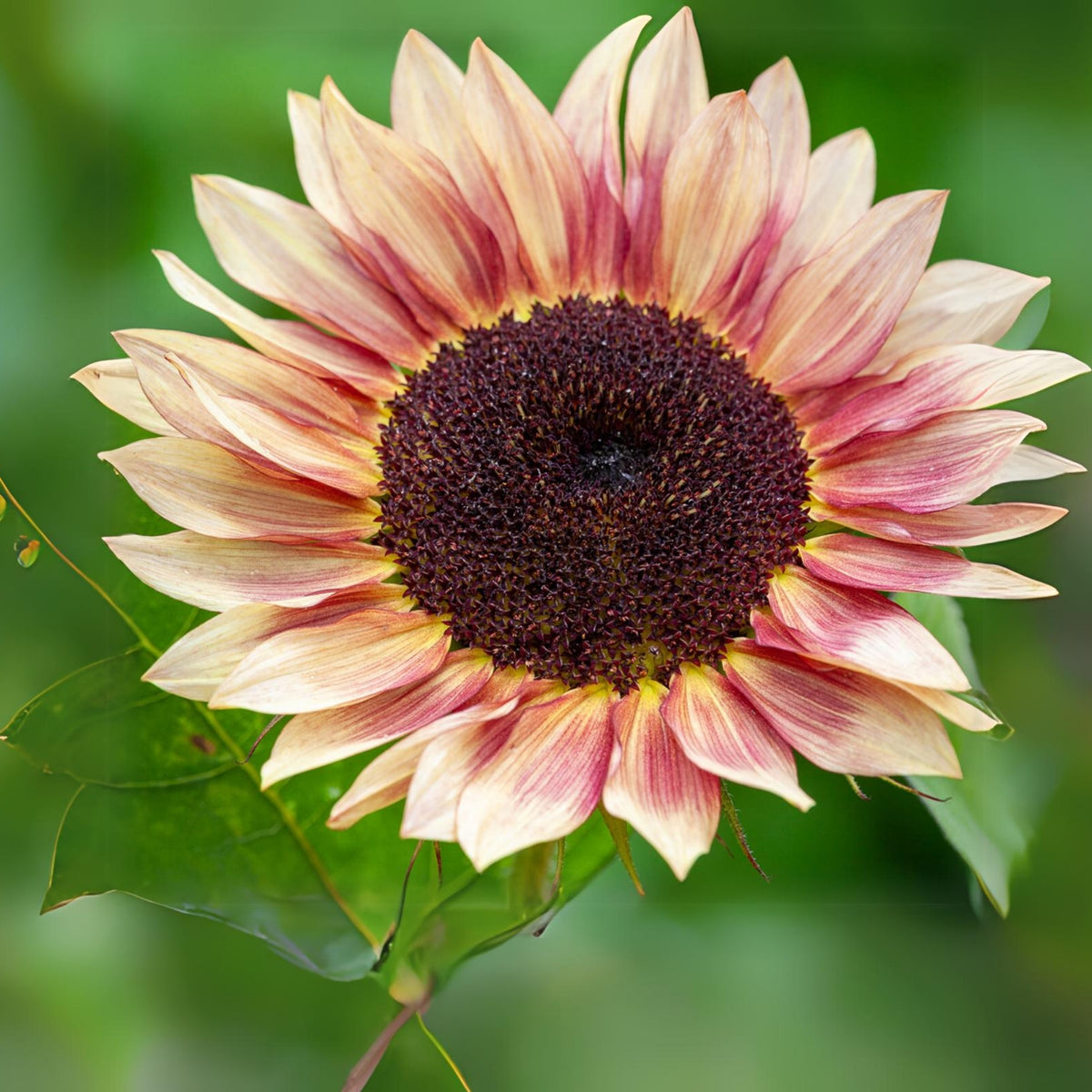 Ruby Eclipse Sun Flowers Seeds, 25+ seeds