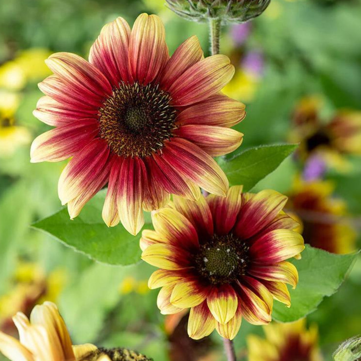 Ruby Eclipse Sun Flowers Seeds, 25+ seeds