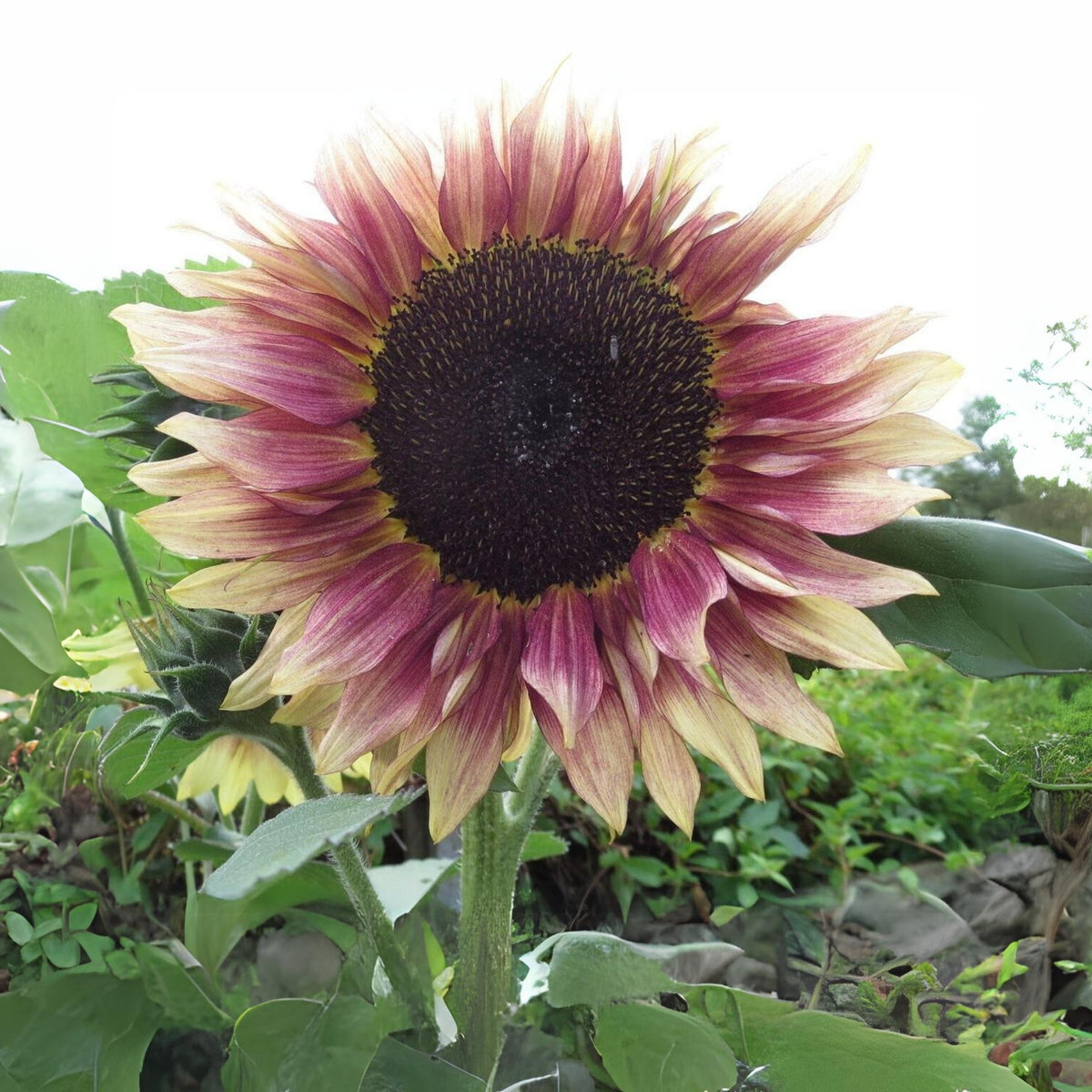 Ruby Eclipse Sun Flowers Seeds, 25+ seeds
