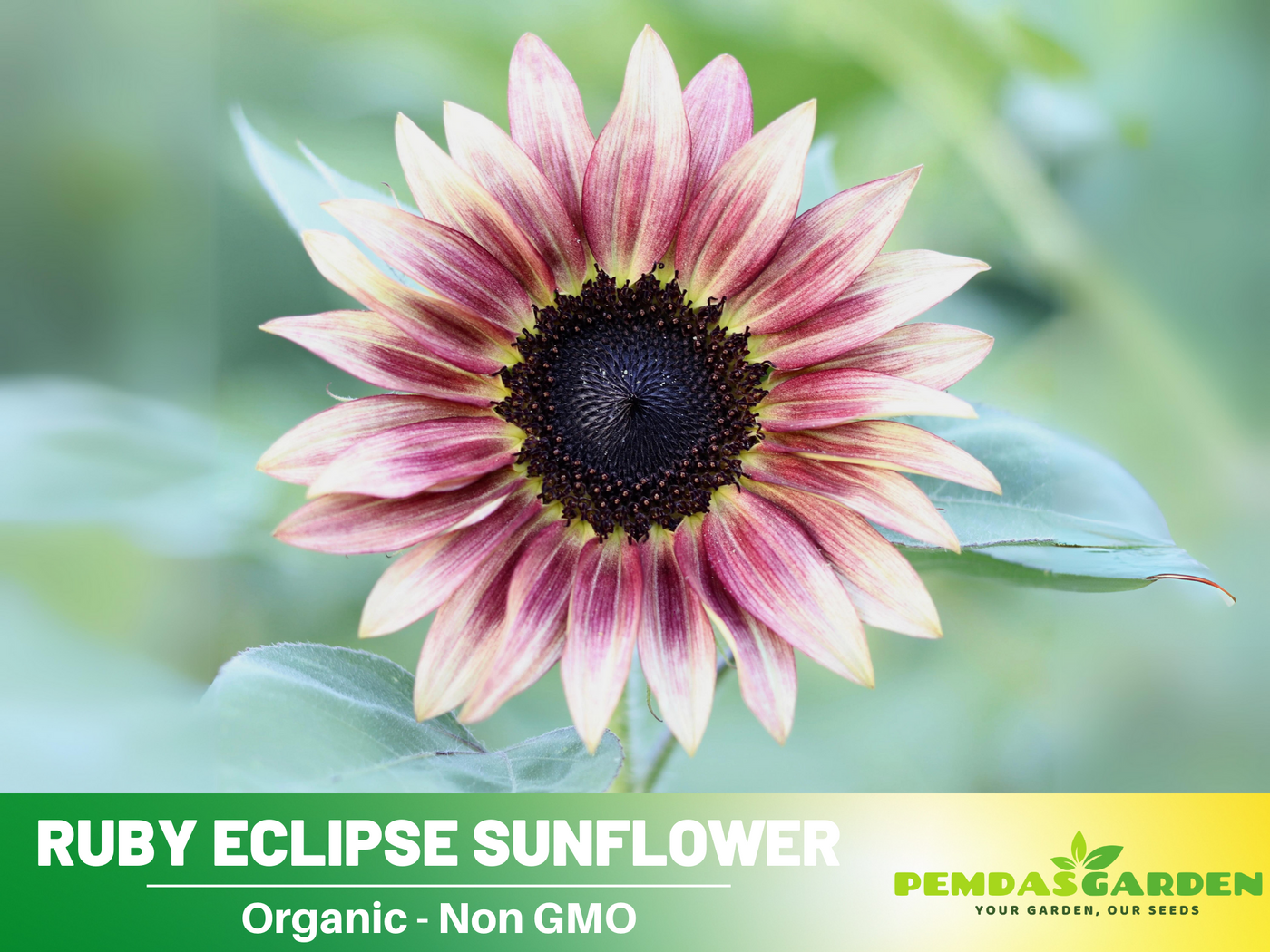 strawberry pink sunflower seeds 25+ Seeds-Strawberry Sunrise Pink Sunflower Seeds- Helianthus Tall Gia – PEMDASGARDEN