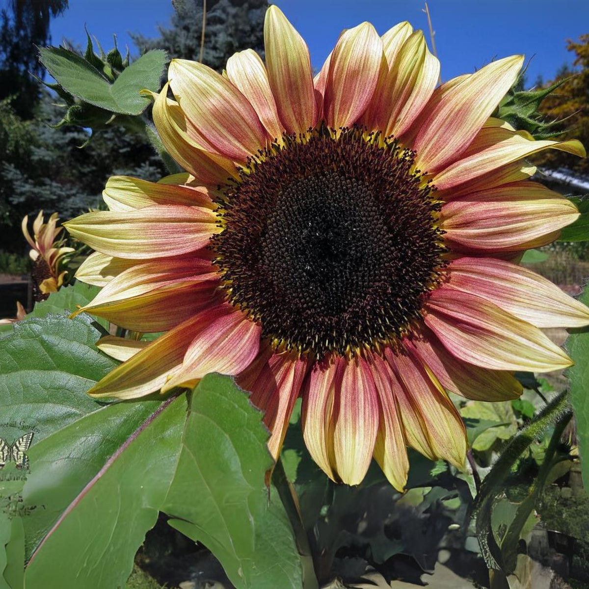 Ruby Eclipse Sun Flowers Seeds, 25+ seeds