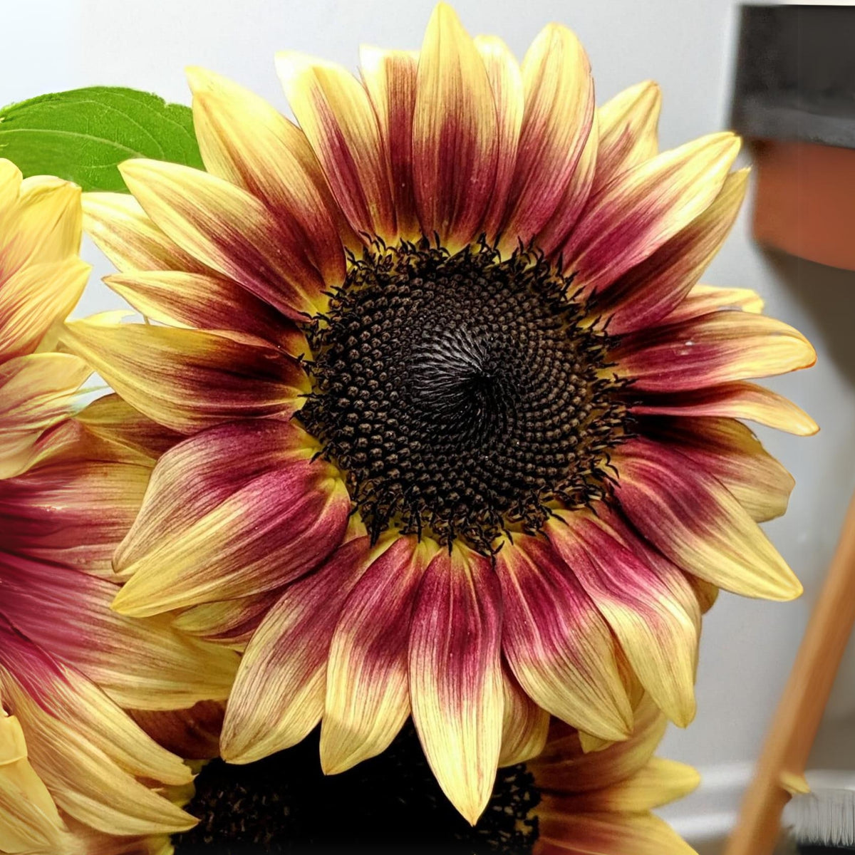 Ruby Eclipse Sun Flowers Seeds, 25+ seeds