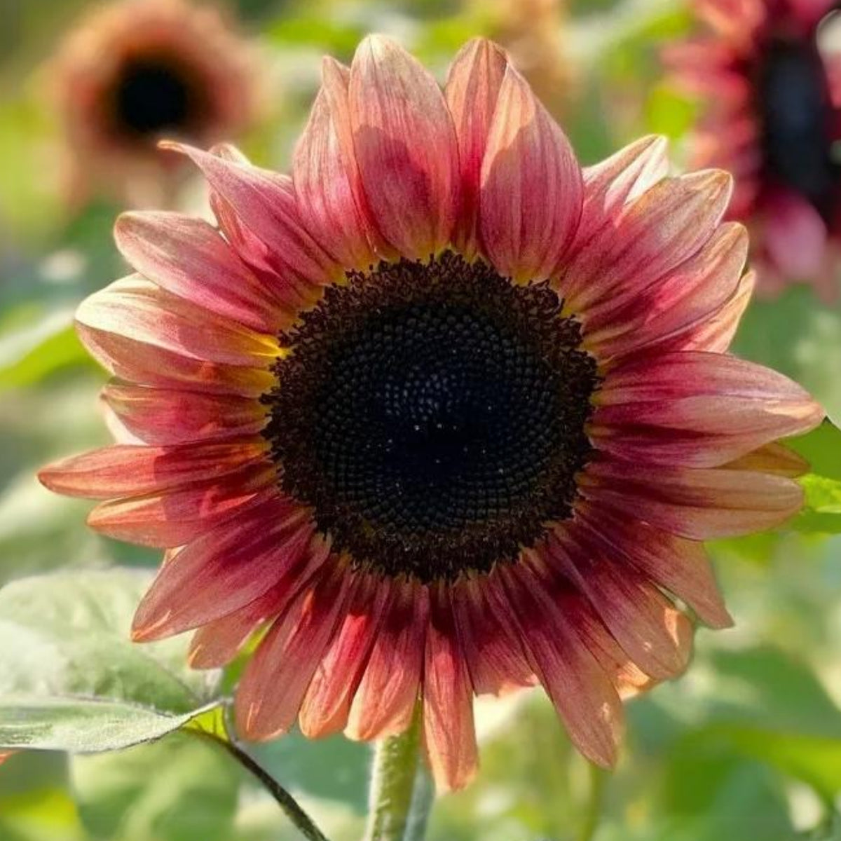 Ruby Eclipse Sun Flowers Seeds, 25+ seeds