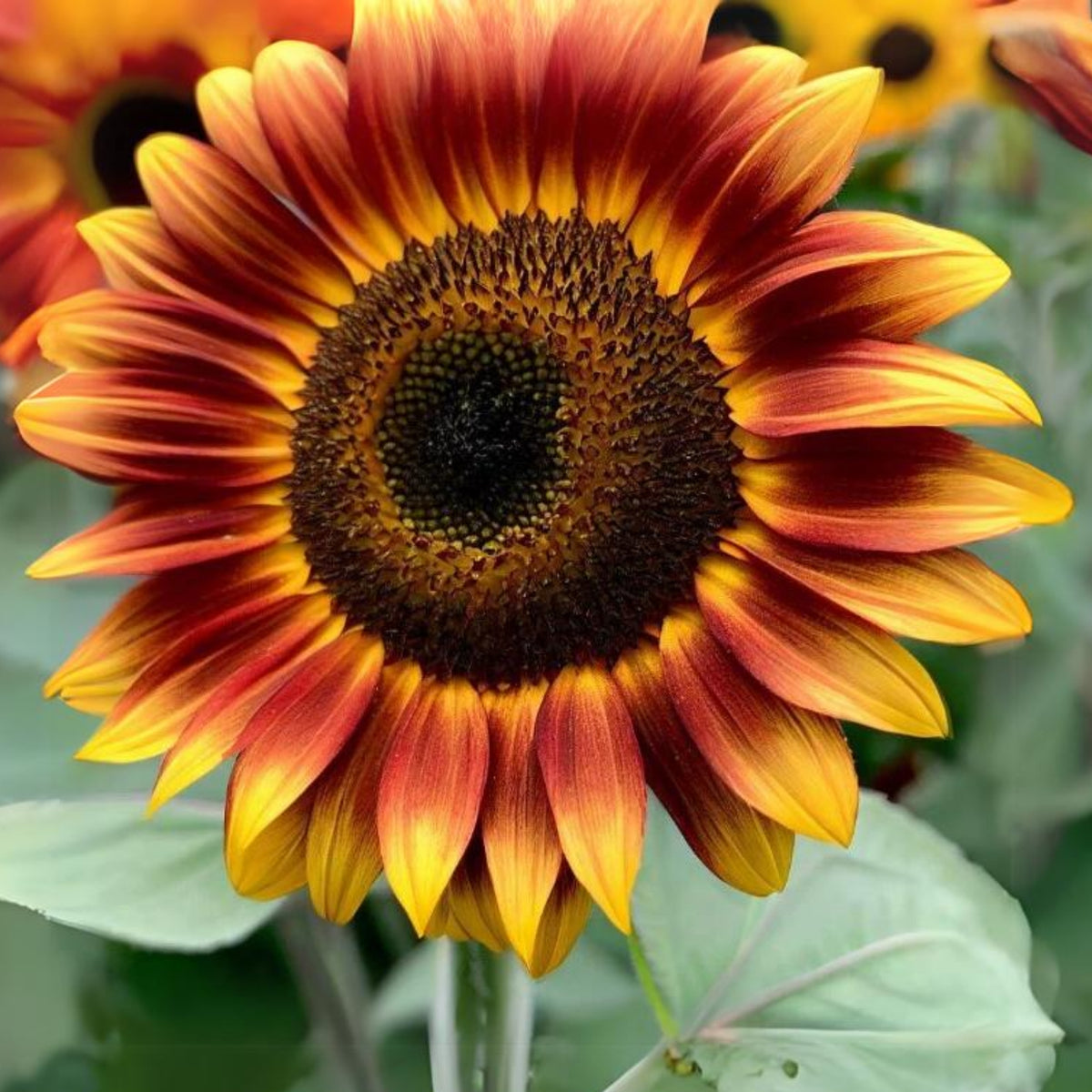 Autumn Beauty Sunflower Seeds - Attracts Bees & Butterflies, 25+ seeds