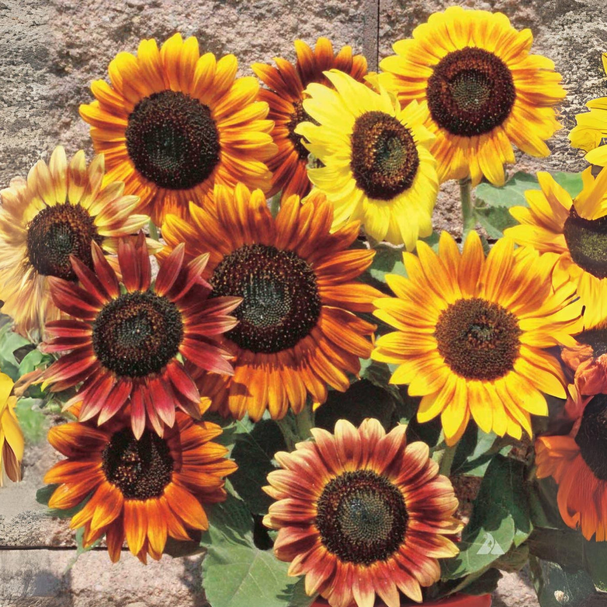 Autumn Beauty Sunflower Seeds - Attracts Bees & Butterflies, 25+ seeds