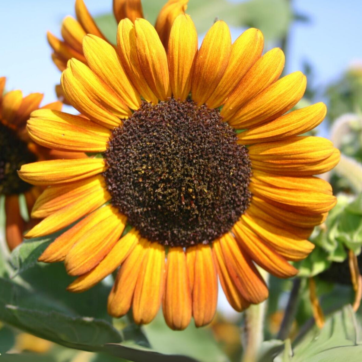 Autumn Beauty Sunflower Seeds - Attracts Bees & Butterflies, 25+ seeds