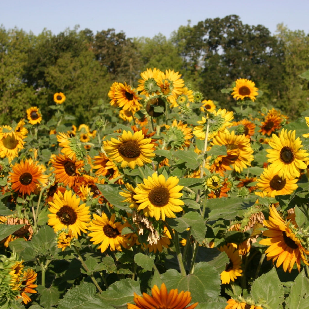 Autumn Beauty Sunflower Seeds - Attracts Bees & Butterflies, 25+ seeds