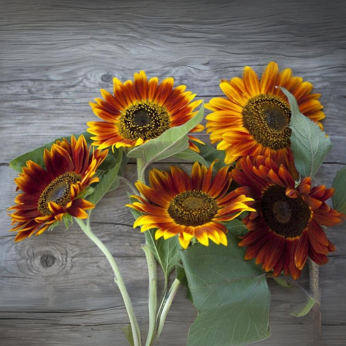 Autumn Beauty Sunflower Seeds - Attracts Bees & Butterflies, 25+ seeds