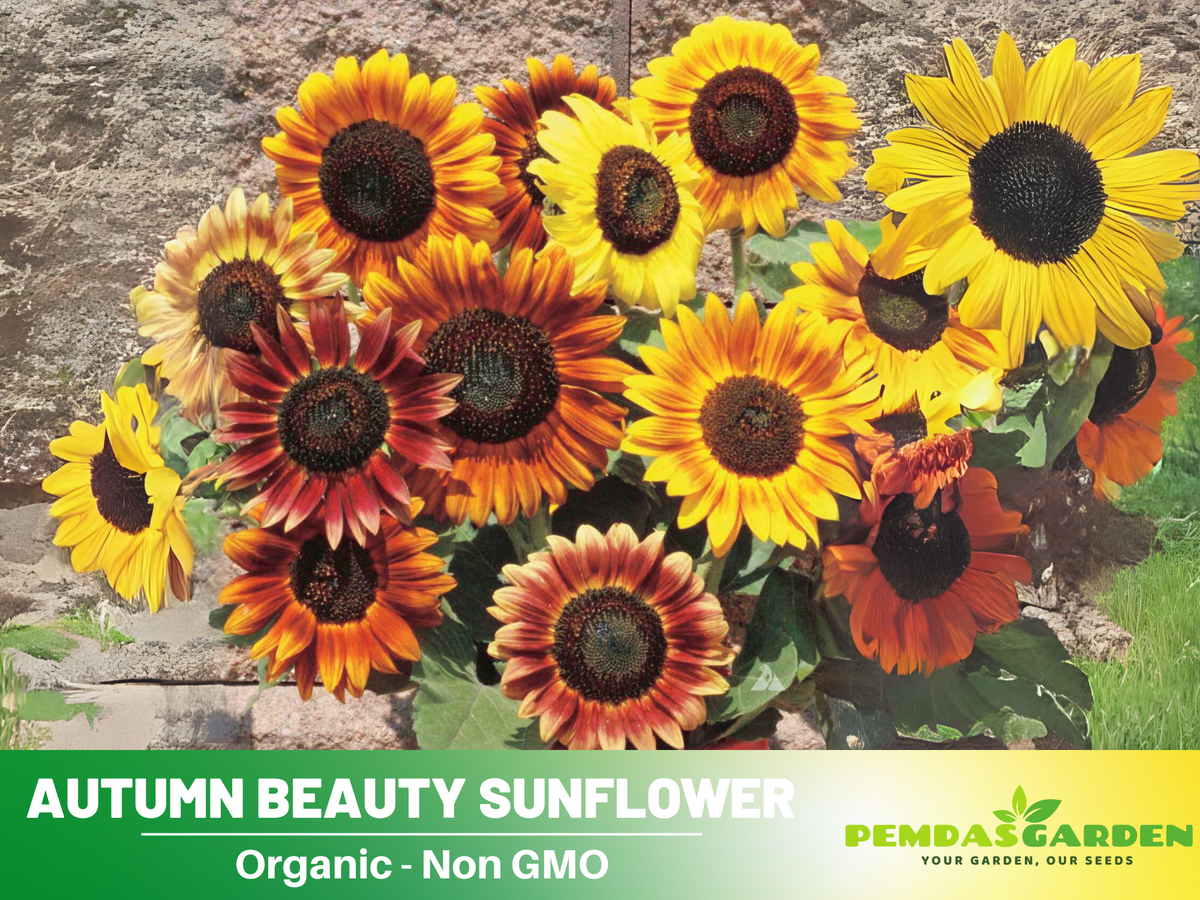 25+ Seeds- Autumn Beauty Sunflower Seed #E003