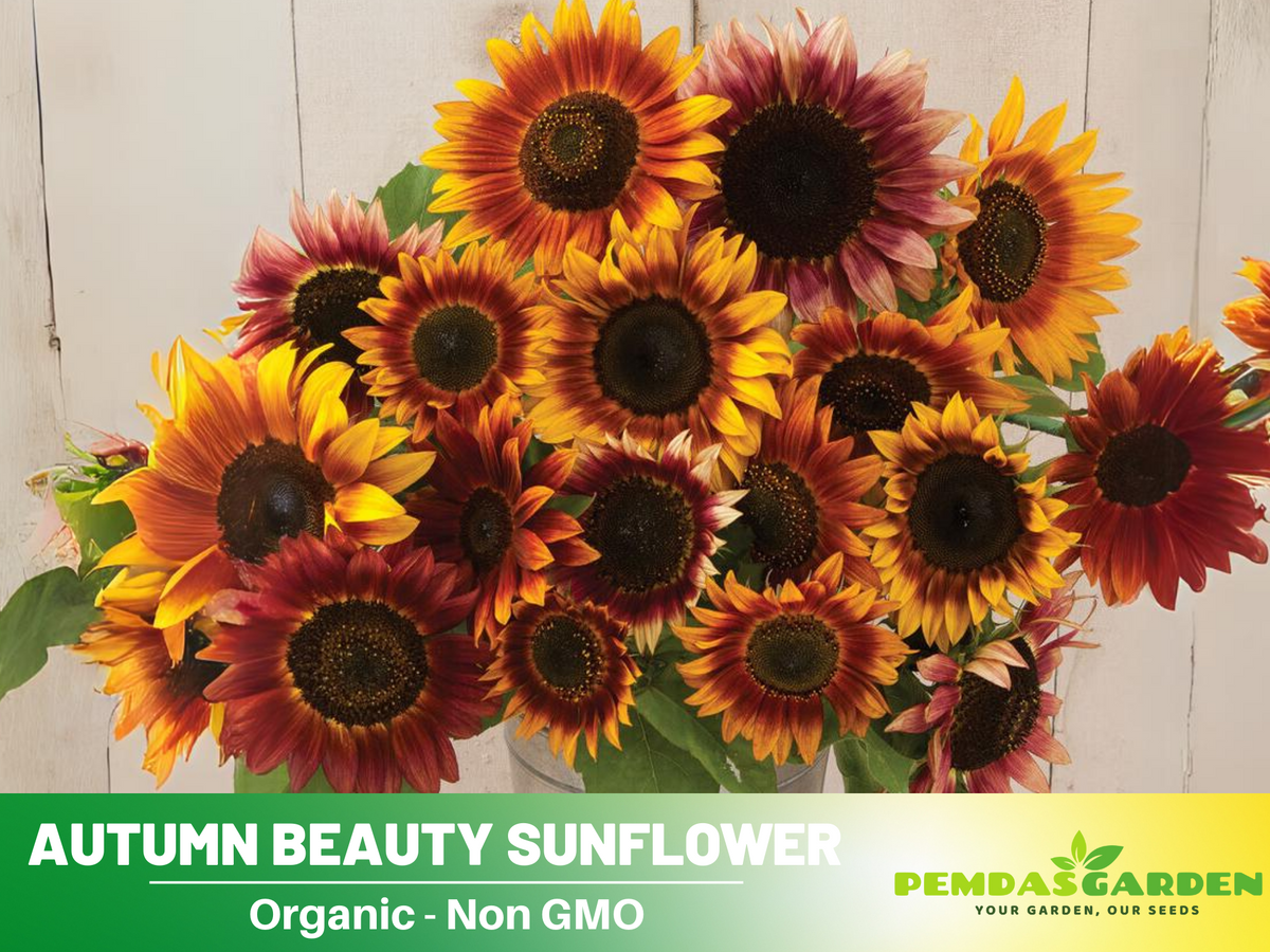 25+ Seeds- Autumn Beauty Sunflower Seed #E003