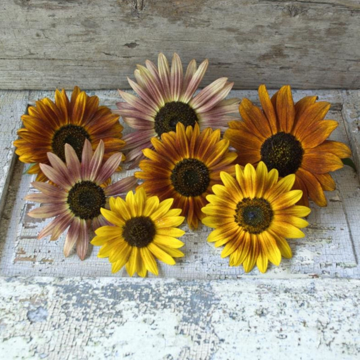 Autumn Beauty Sunflower Seeds - Attracts Bees & Butterflies, 25+ seeds