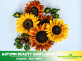 25+ Seeds- Autumn Beauty Sunflower Seeds - Helianthus Tall Giant and Dwarf Varieties for Garden Pollinator Friendly Easy to Grow, Fast growing, Attracts bees & butterflies #E003
