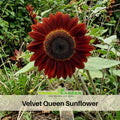 25+ Seeds| Velvet Queen Sunflower Seeds - Helianthus Tall Giant and Dwarf Varieties for Garden Pollinator Friendly Easy to Grow, Fast growing, Attracts bees & butterflies #E004