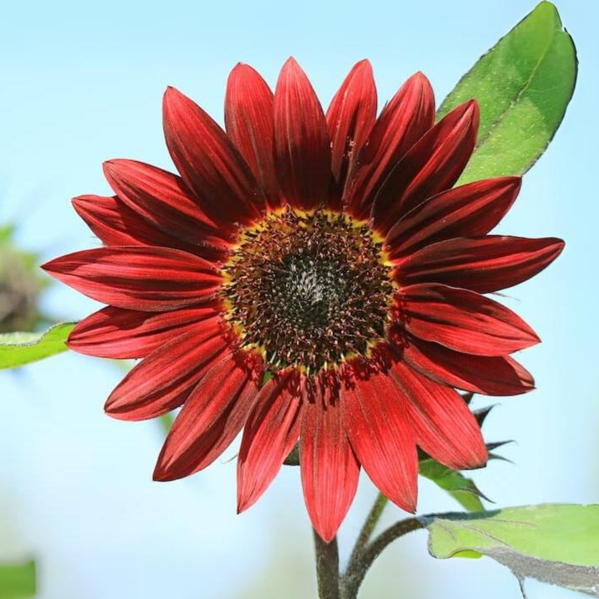 Velvet Queen Sunflower Seeds - Attracts Bees & Butterflies, 25+ seeds