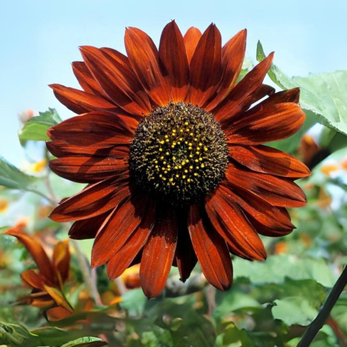 Velvet Queen Sunflower Seeds - Attracts Bees & Butterflies, 25+ seeds