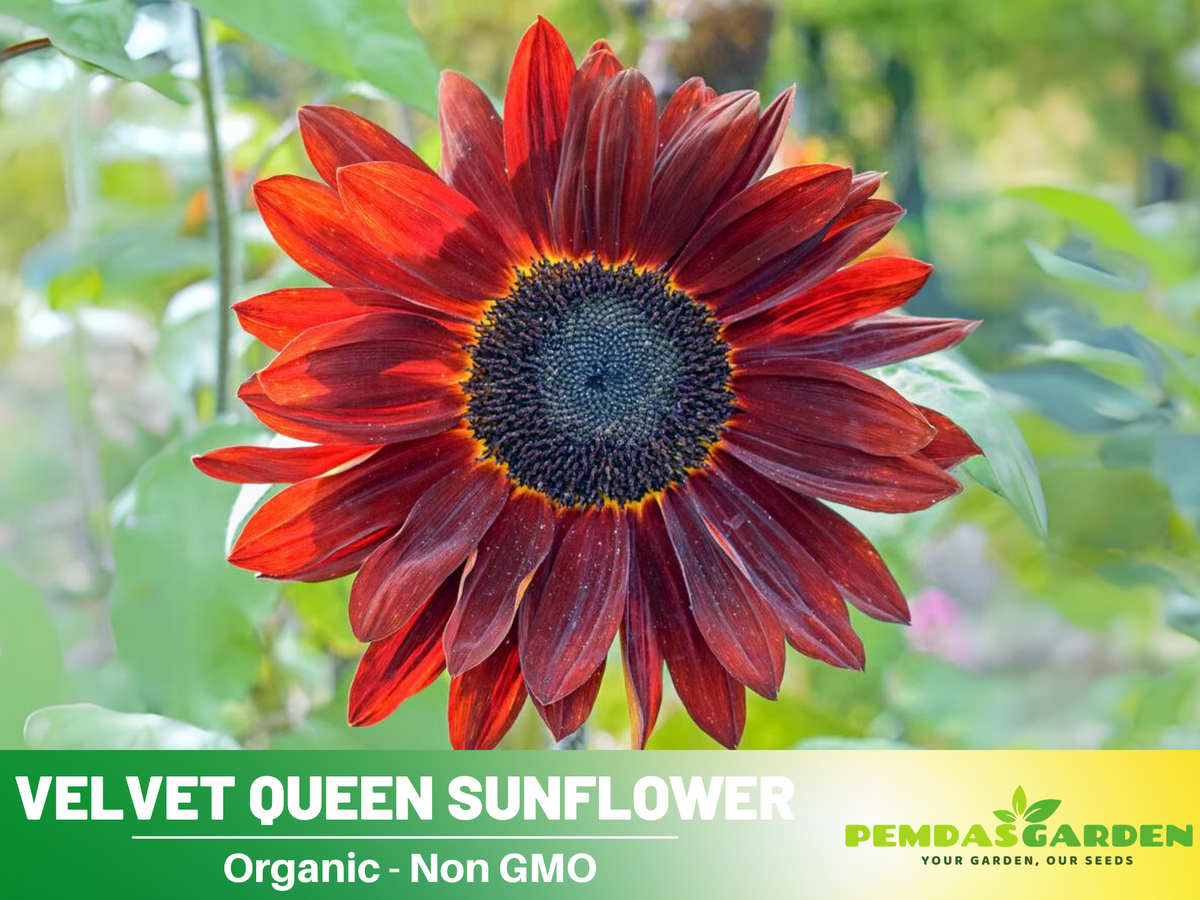 25+ Seeds| Velvet Queen Sunflower #E004