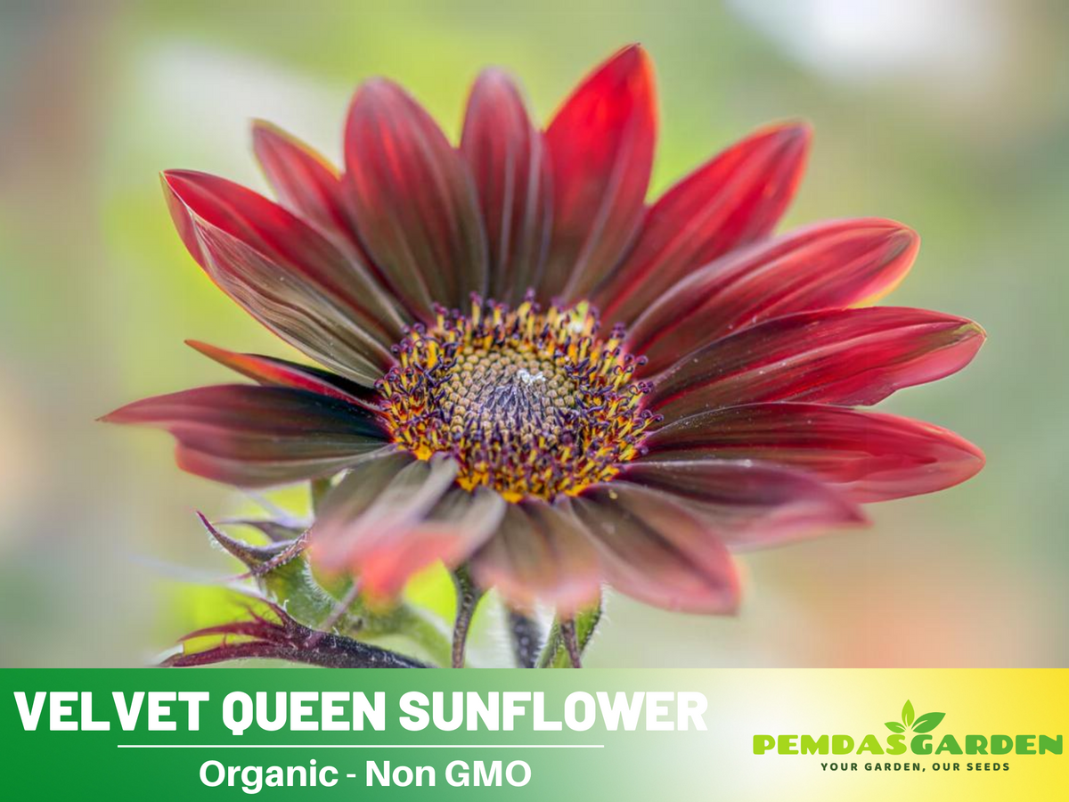 25+ Seeds| Velvet Queen Sunflower #E004