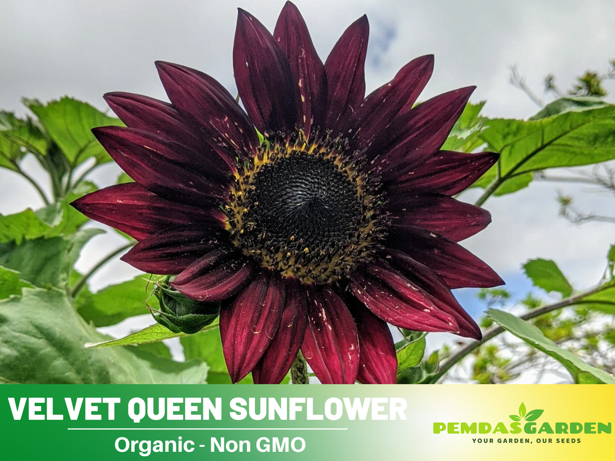 25+ Seeds| Velvet Queen Sunflower #E004