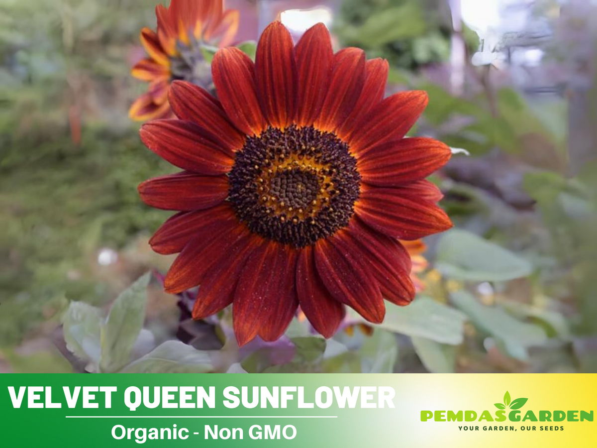 25+ Seeds| Velvet Queen Sunflower #E004