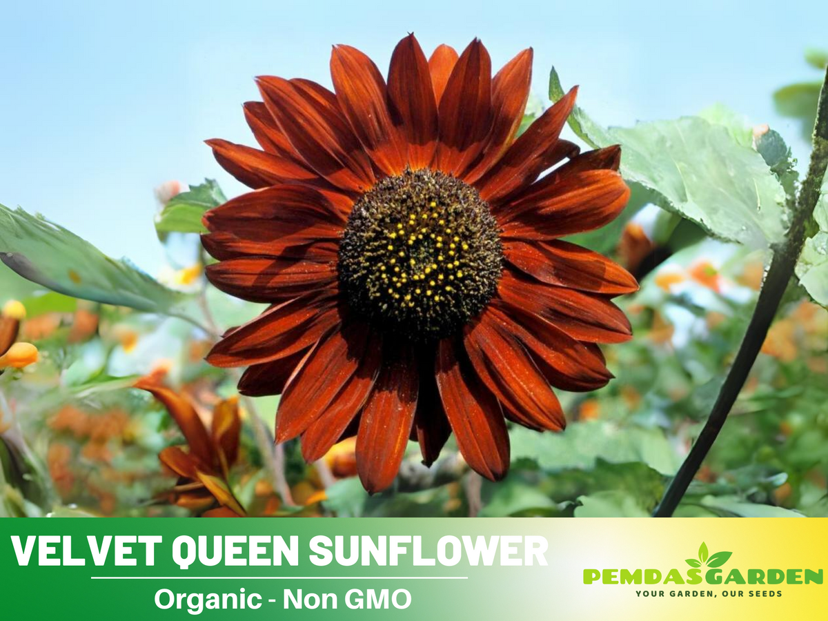 25+ Seeds| Velvet Queen Sunflower #E004