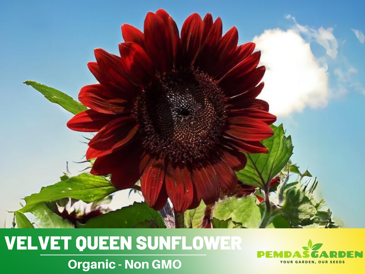 25+ Seeds| Velvet Queen Sunflower #E004