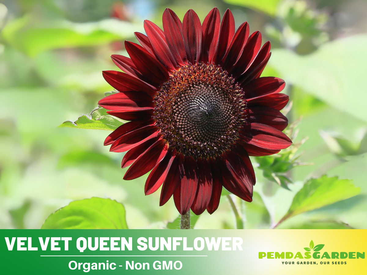 25+ Seeds| Velvet Queen Sunflower #E004