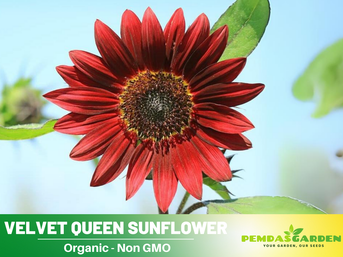 25+ Seeds| Velvet Queen Sunflower #E004