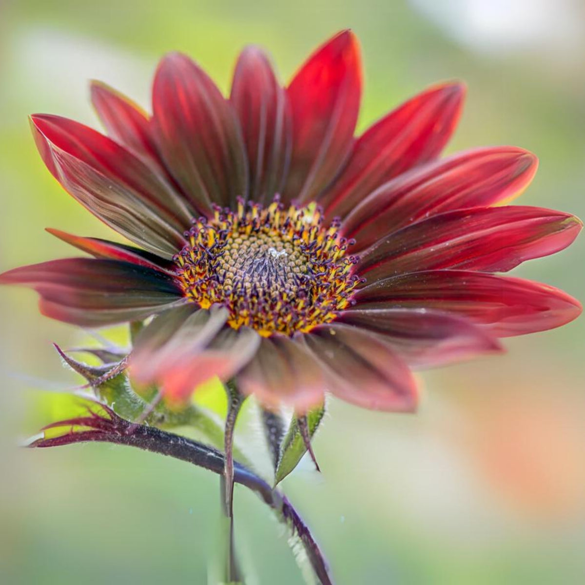 Velvet Queen Sunflower Seeds - Attracts Bees & Butterflies, 25+ seeds