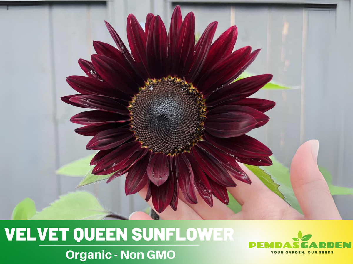 25+ Seeds| Velvet Queen Sunflower #E004