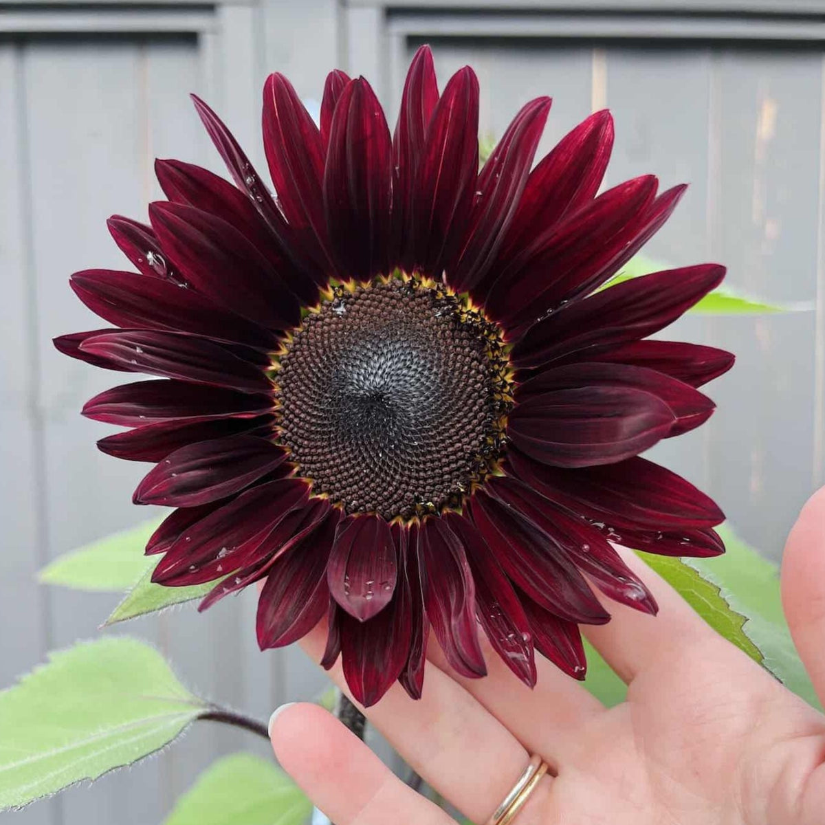 Velvet Queen Sunflower Seeds - Attracts Bees & Butterflies, 25+ seeds