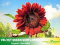25+ Seeds| Velvet Queen Sunflower Seeds - Helianthus Tall Giant and Dwarf Varieties for Garden Pollinator Friendly Easy to Grow, Fast growing, Attracts bees & butterflies #E004