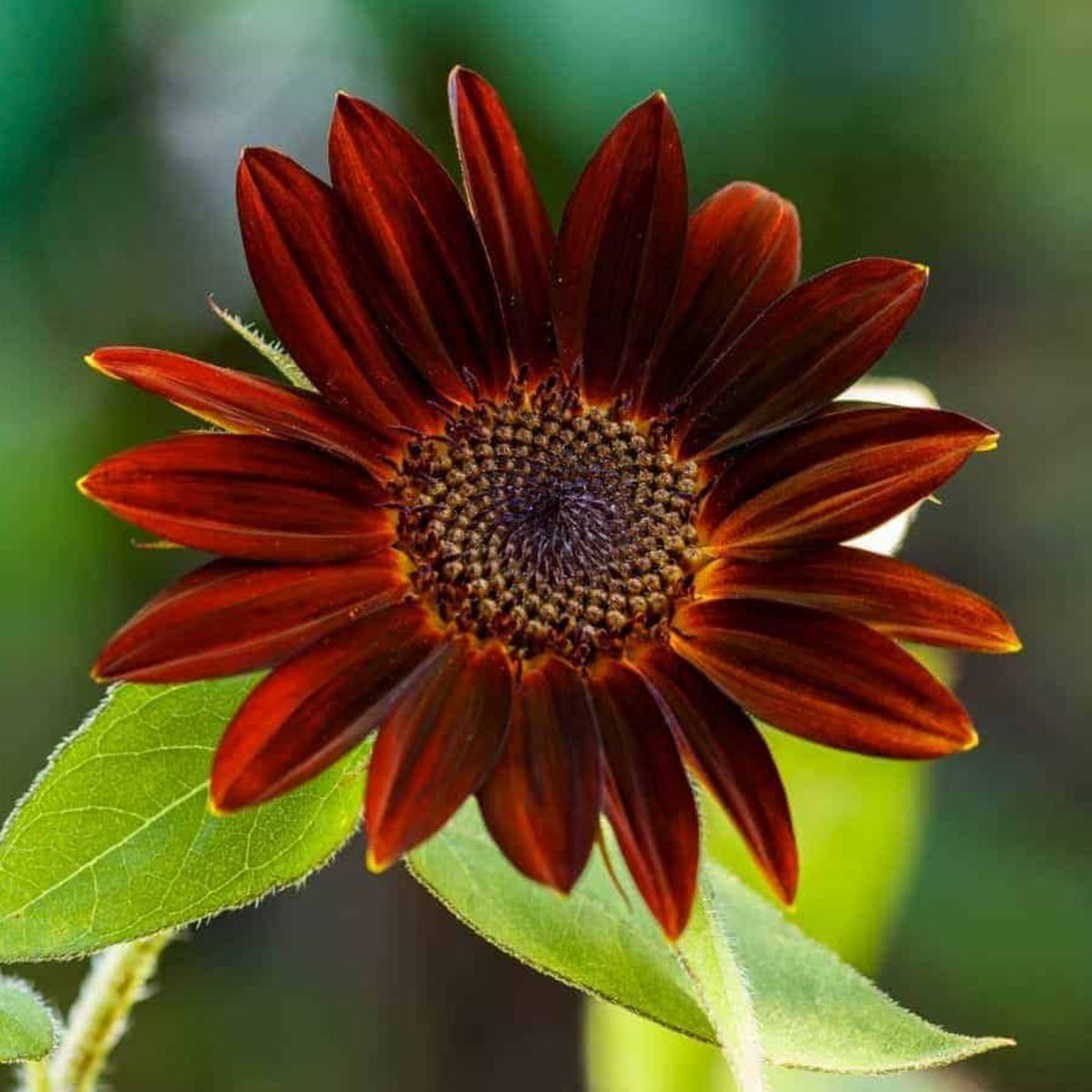 Velvet Queen Sunflower Seeds - Attracts Bees & Butterflies, 25+ seeds