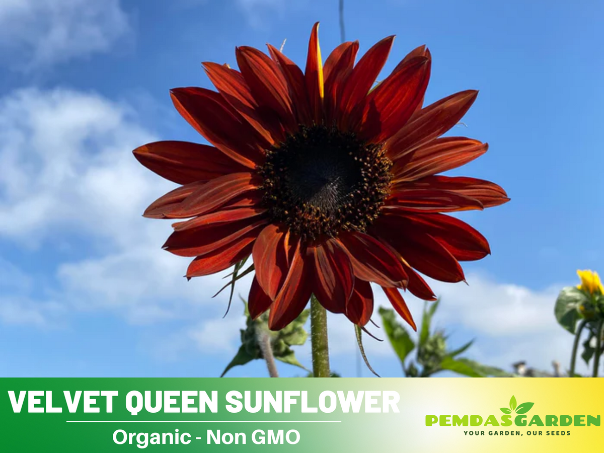 25+ Seeds| Velvet Queen Sunflower #E004