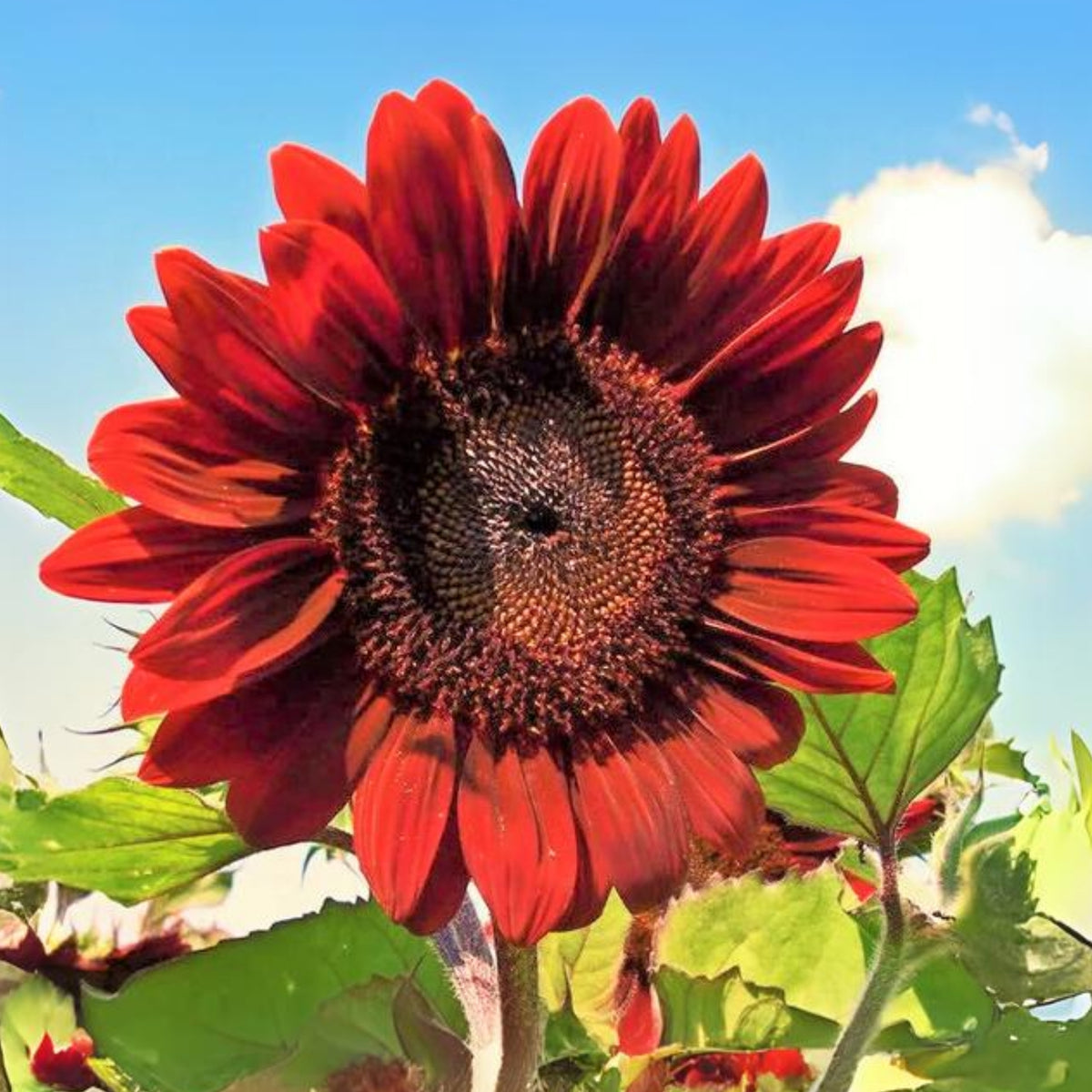 Velvet Queen Sunflower Seeds - Attracts Bees & Butterflies, 25+ seeds