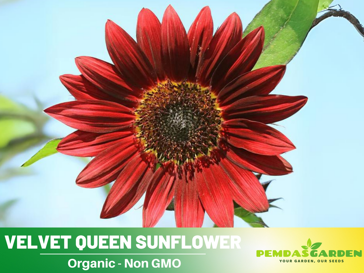 25+ Seeds| Velvet Queen Sunflower #E004