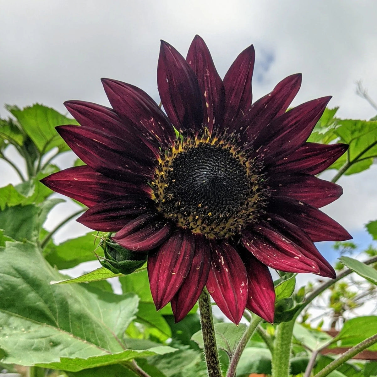 Velvet Queen Sunflower Seeds - Attracts Bees & Butterflies, 25+ seeds
