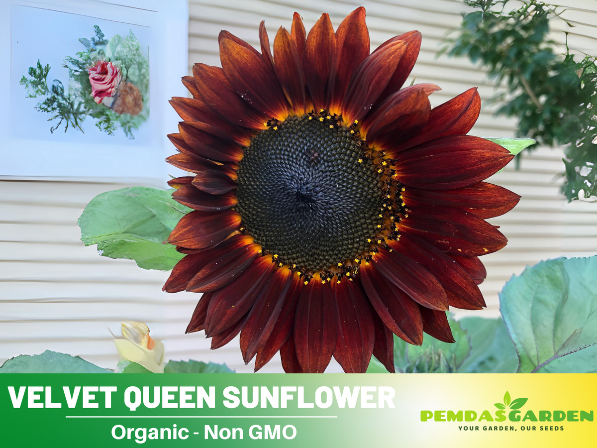 25+ Seeds| Velvet Queen Sunflower #E004