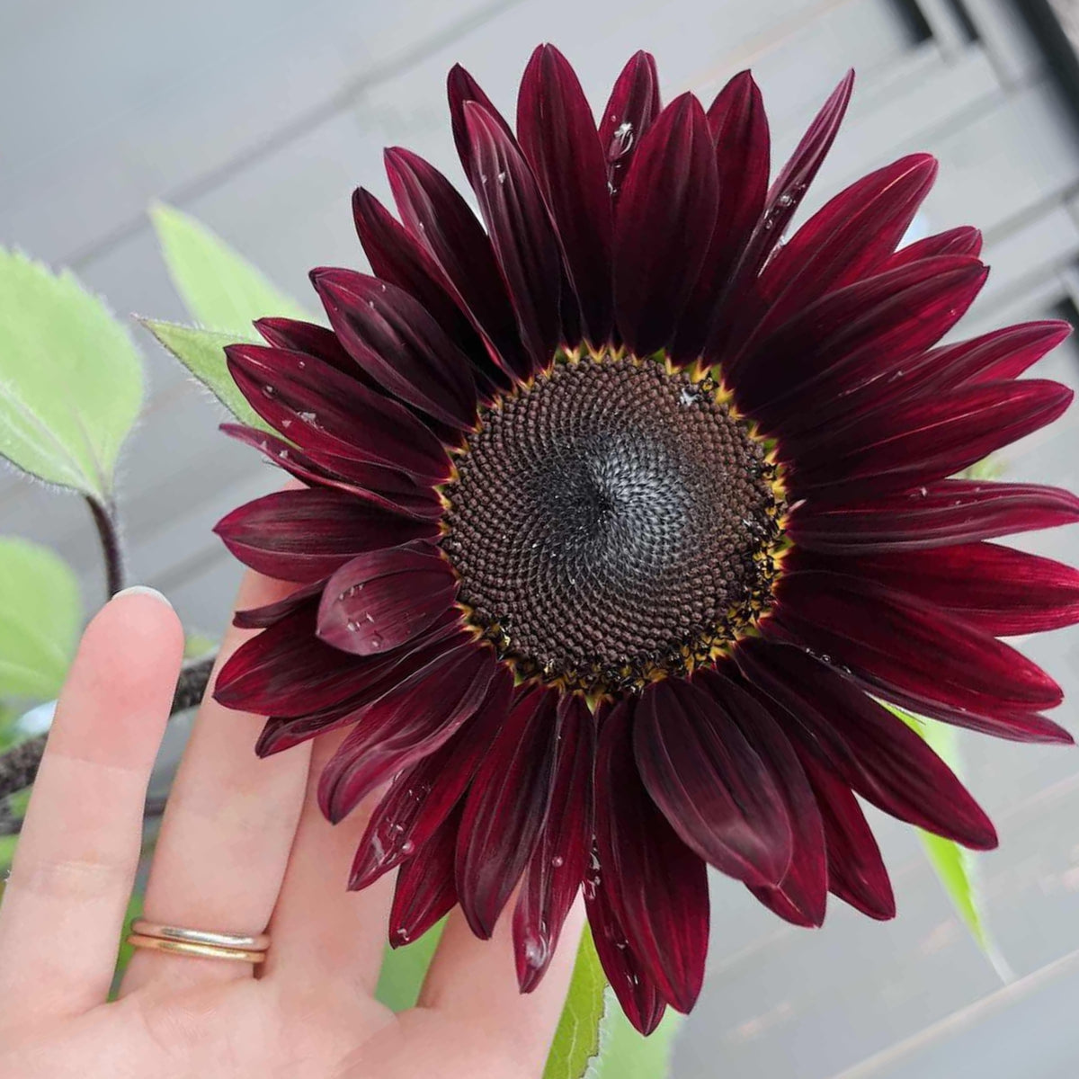 Velvet Queen Sunflower Seeds - Attracts Bees & Butterflies, 25+ seeds