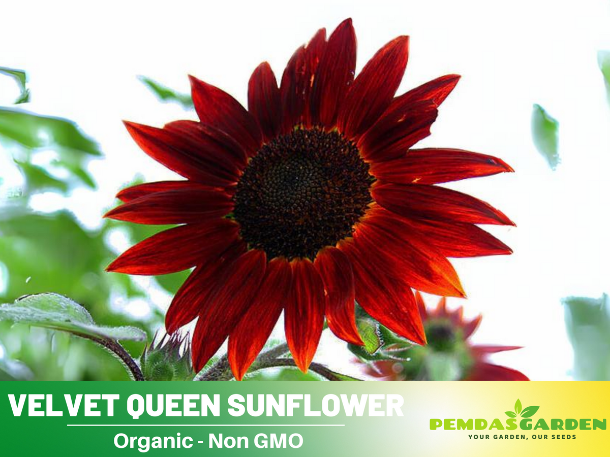 25+ Seeds| Velvet Queen Sunflower #E004