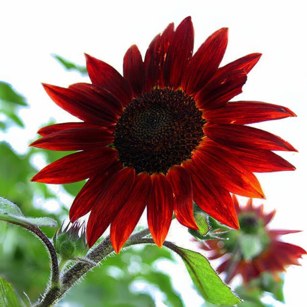 Velvet Queen Sunflower Seeds - Attracts Bees & Butterflies, 25+ seeds