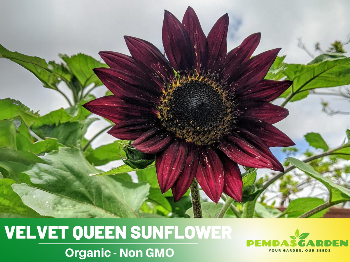 25+ Seeds| Velvet Queen Sunflower #E004