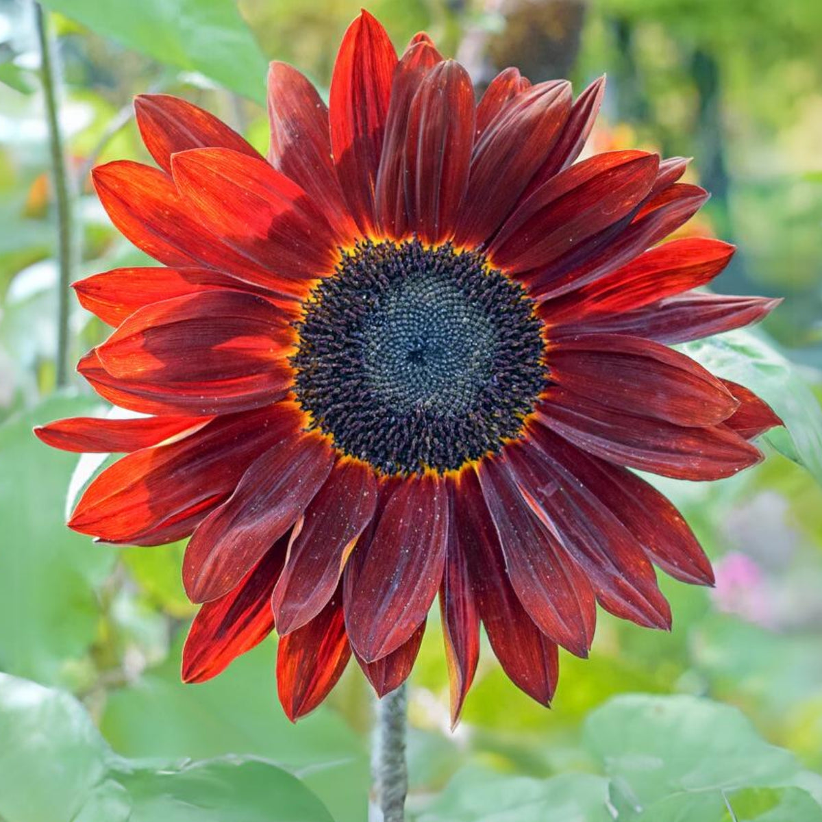 Velvet Queen Sunflower Seeds - Attracts Bees & Butterflies, 25+ seeds