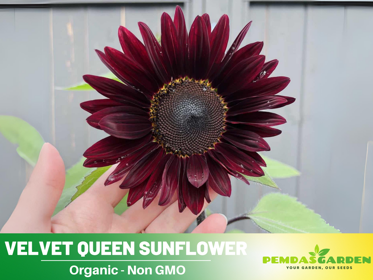 25+ Seeds| Velvet Queen Sunflower #E004