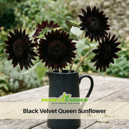 Velvet-Queen-Black-Sunflower-Seeds, 25+ seeds