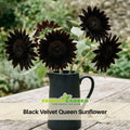 25+ Seeds| Velvet-Queen-Black-Sunflower-Seeds - Helianthus Tall Giant and Dwarf Varieties for Garden Pollinator Friendly Easy to Grow, Fast growing, Attracts bees & butterflies #E005