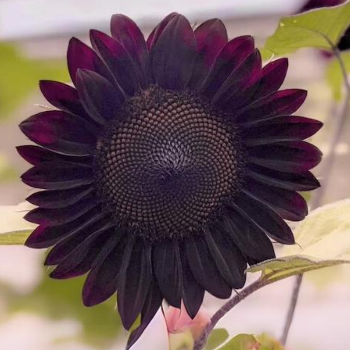 Velvet-Queen-Black-Sunflower-Seeds, 25+ seeds