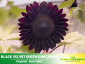 25+ Seeds| Velvet-Queen-Black-Sunflower-Seeds - Helianthus Tall Giant and Dwarf Varieties for Garden Pollinator Friendly Easy to Grow, Fast growing, Attracts bees & butterflies #E005