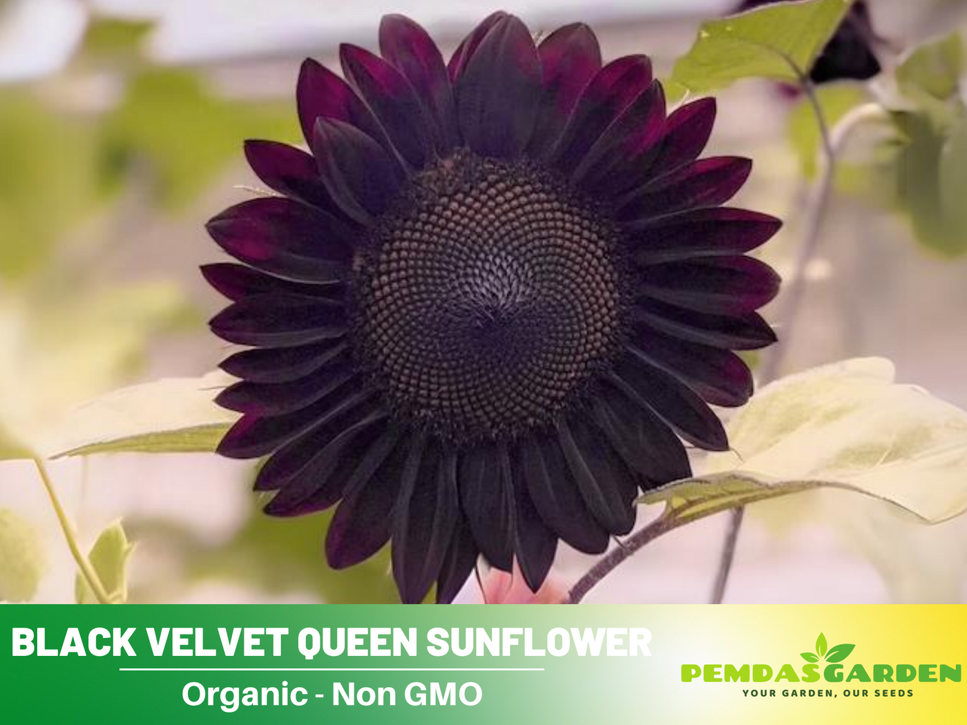 black sunflower seeds flower 25+ Seeds| Velvet-Queen-Black-Sunflower-Seeds