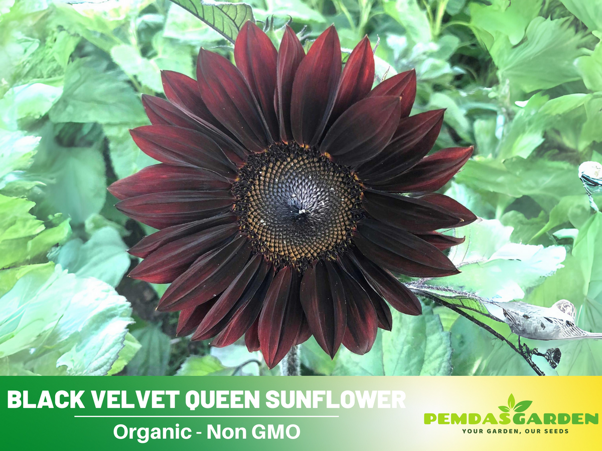 25+ Seeds| Velvet-Queen-Black-Sunflower-Seeds #E005